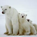 Ours polaires et réchauffement climatique